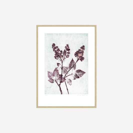 Lilac 1 Plum plakat fra Poster & Frame